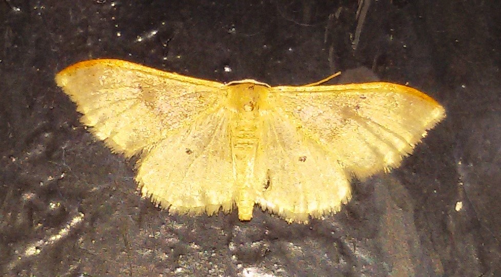 Idaea degeneraria? Idaea sp., Geometridae